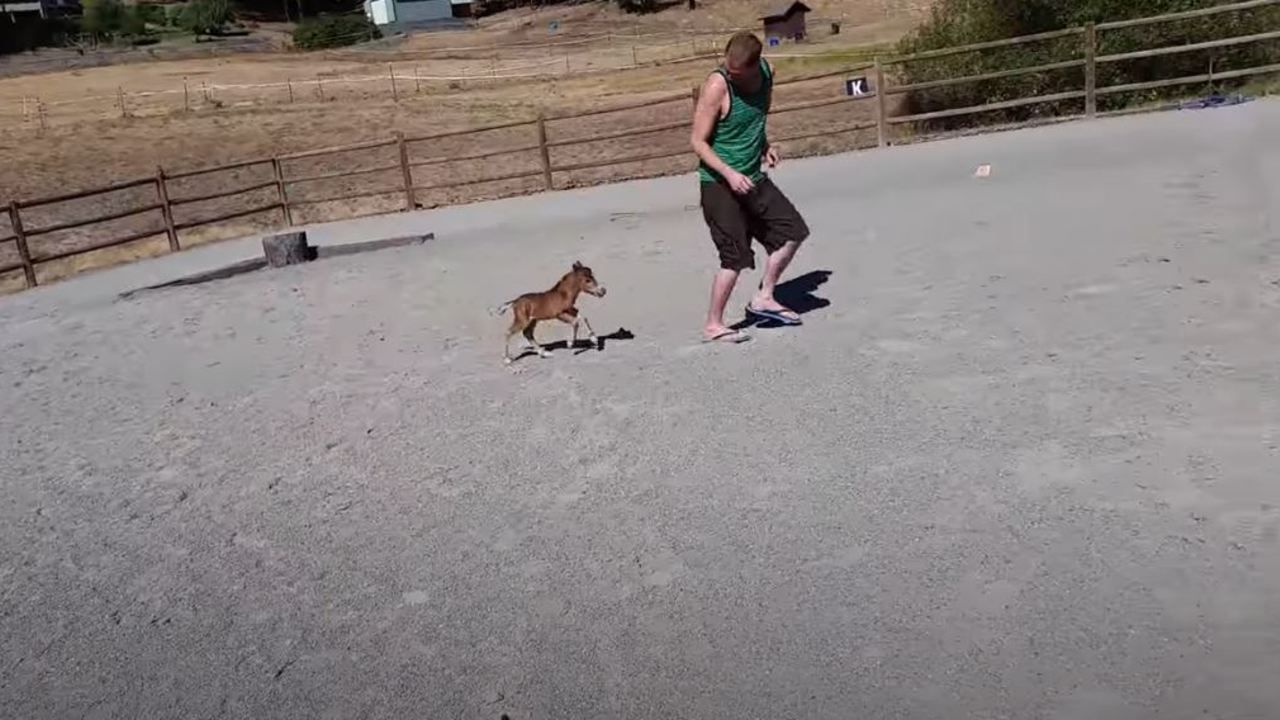 Baby miniature horse chasing me 