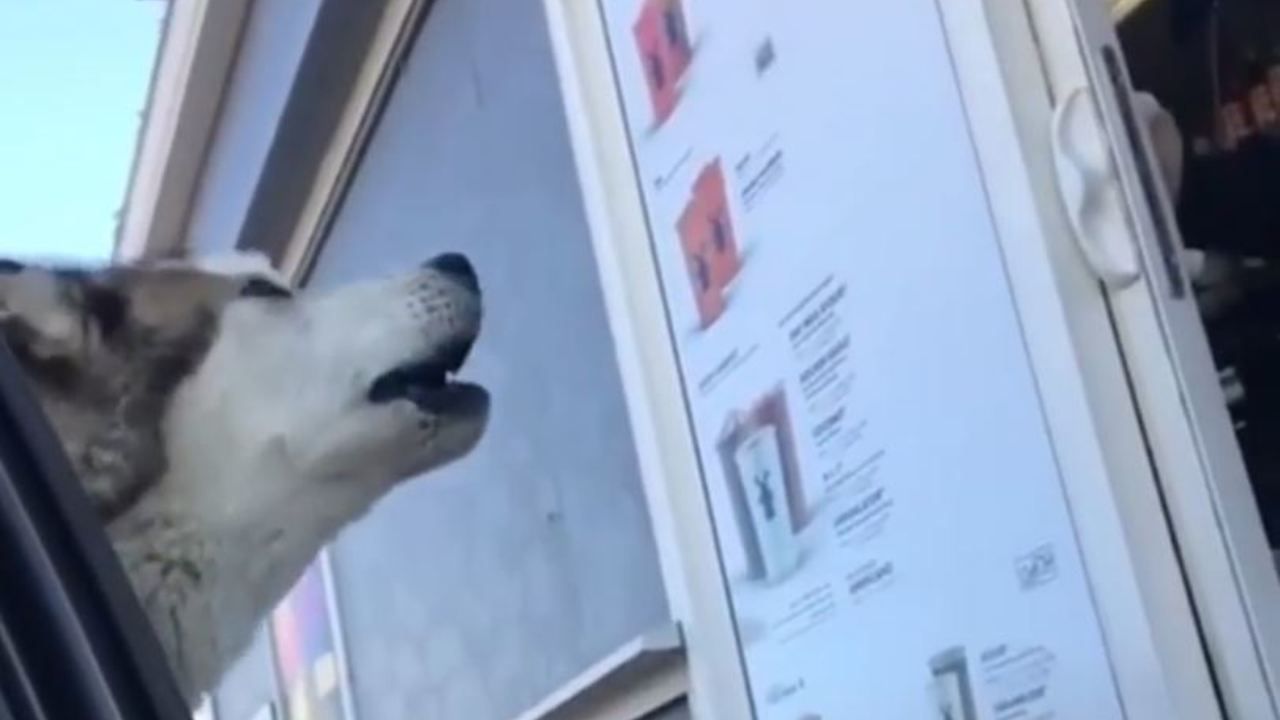 Dog Orders a Puppuccino - Too Cute! (VIDEO)