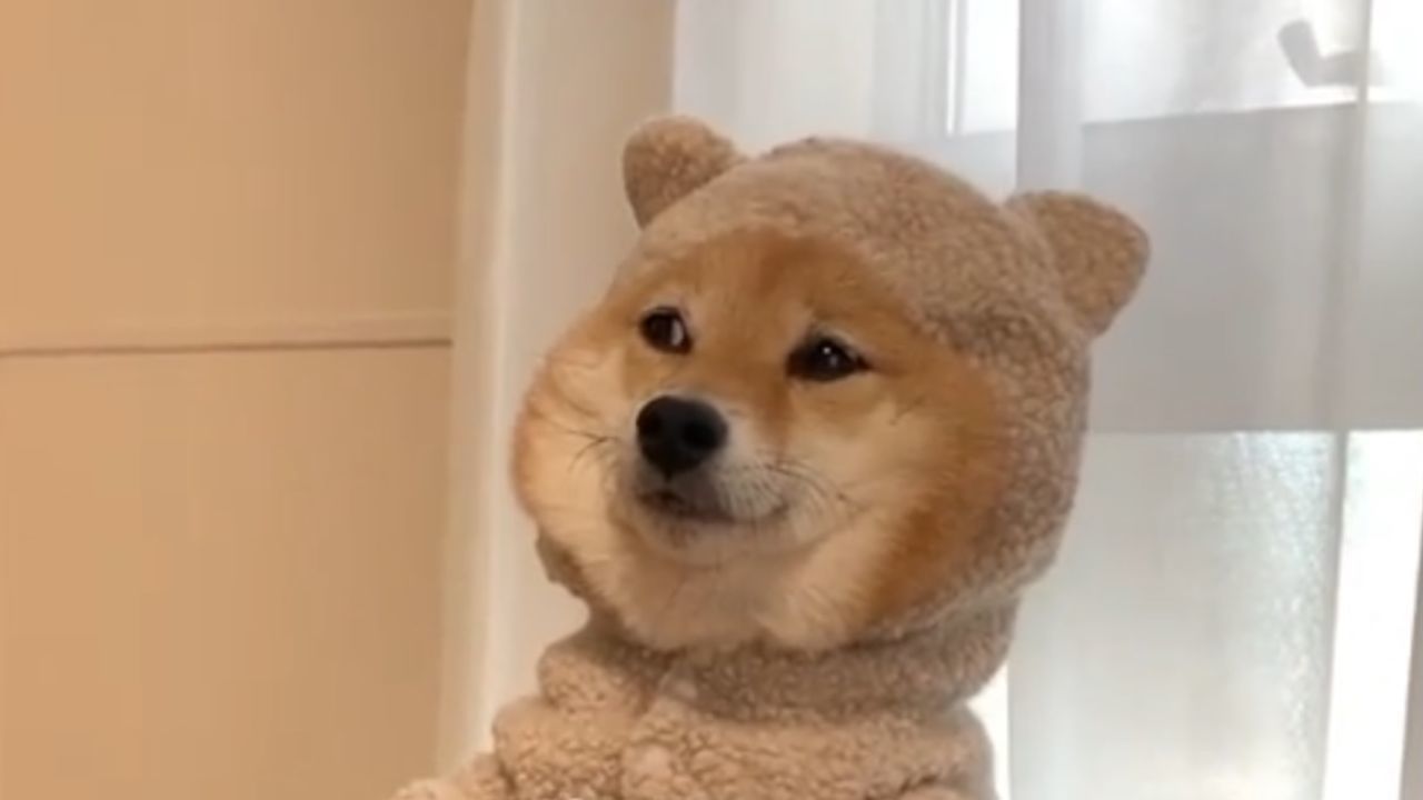 Shiba bear 2024