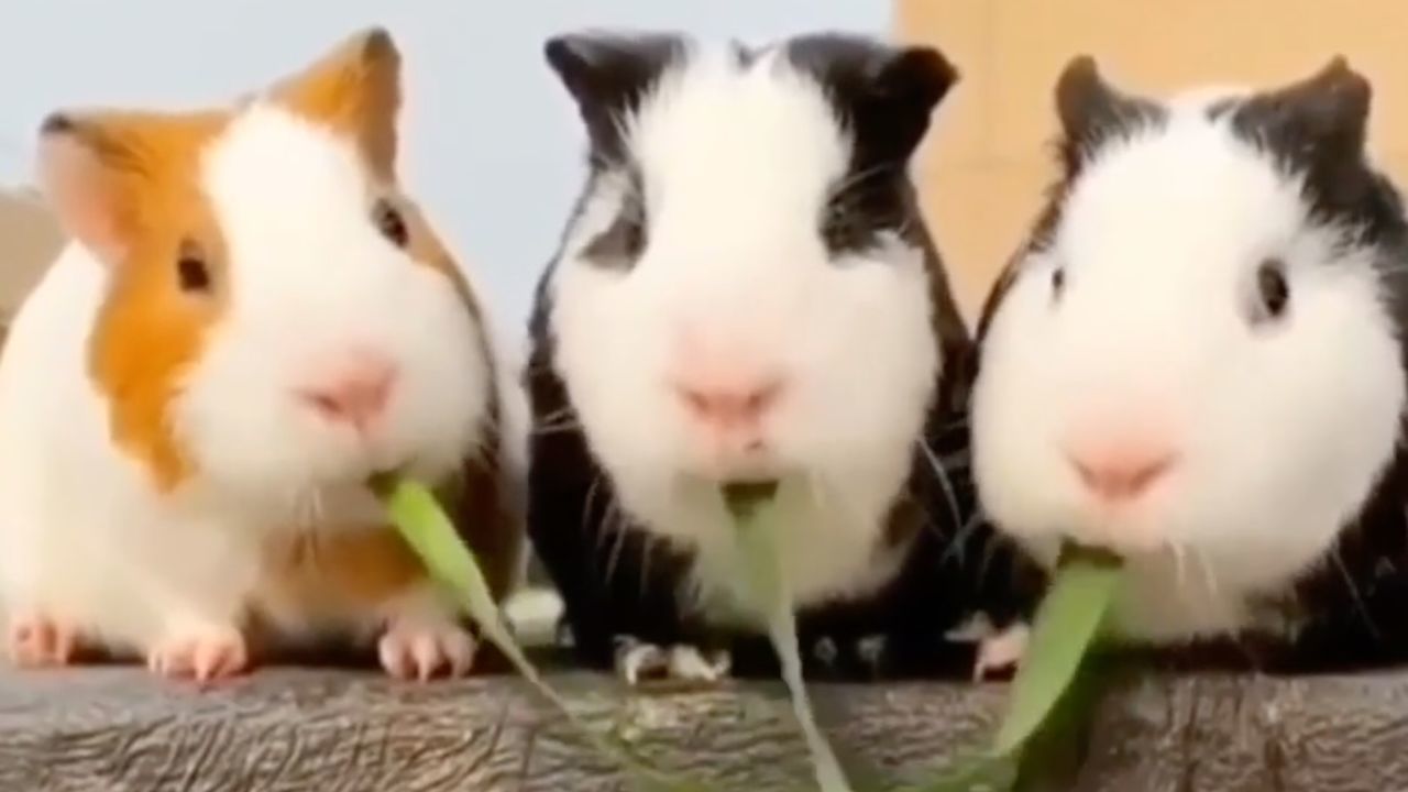 Motion of funny guinea pigs eating weed , Stock Video