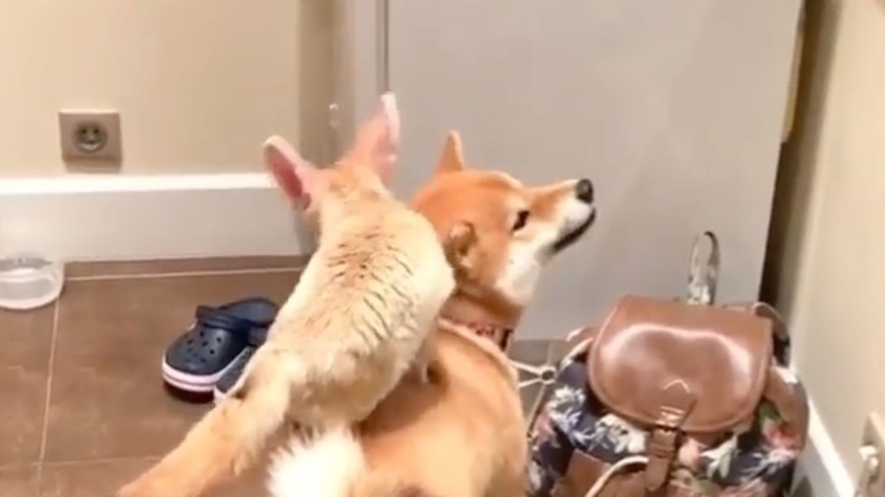 are shiba inus part fox